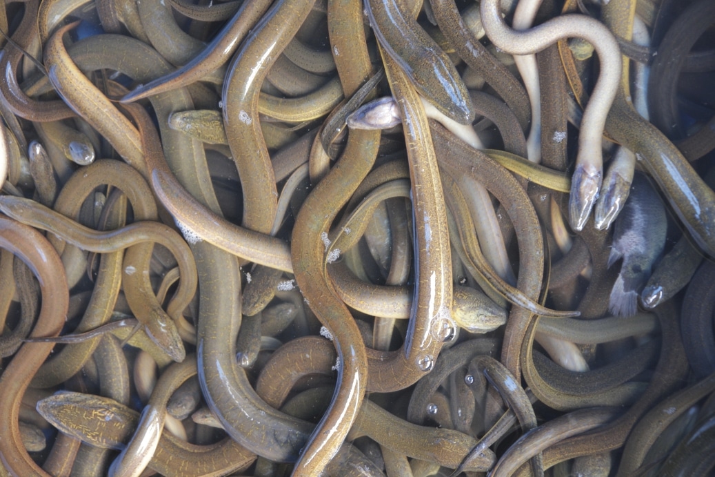 Comment pêcher l’anguille aux vers de terre ?