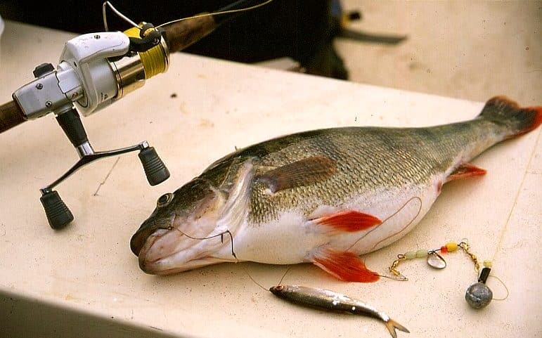 La pêche des carnassiers à la tirette